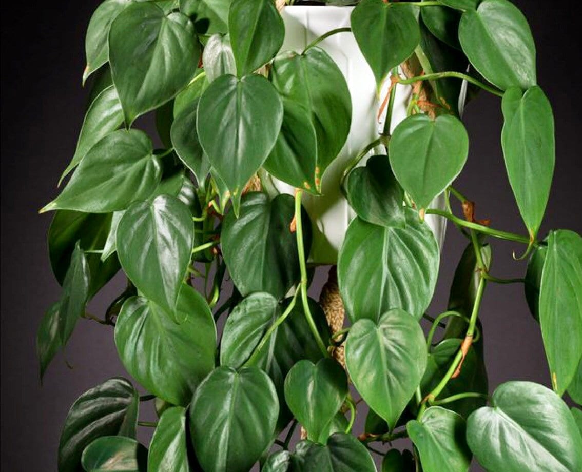 heart leaf philodendron low light Heart Leaf Philodendron 4in