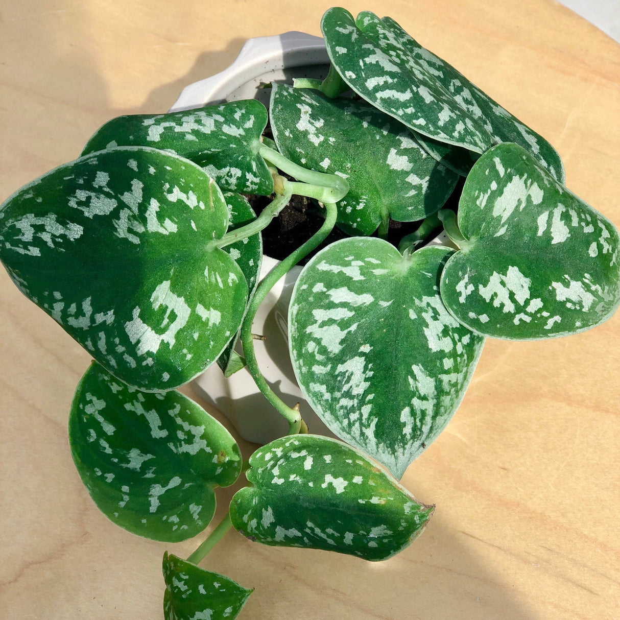 Silver Pothos Cuttings