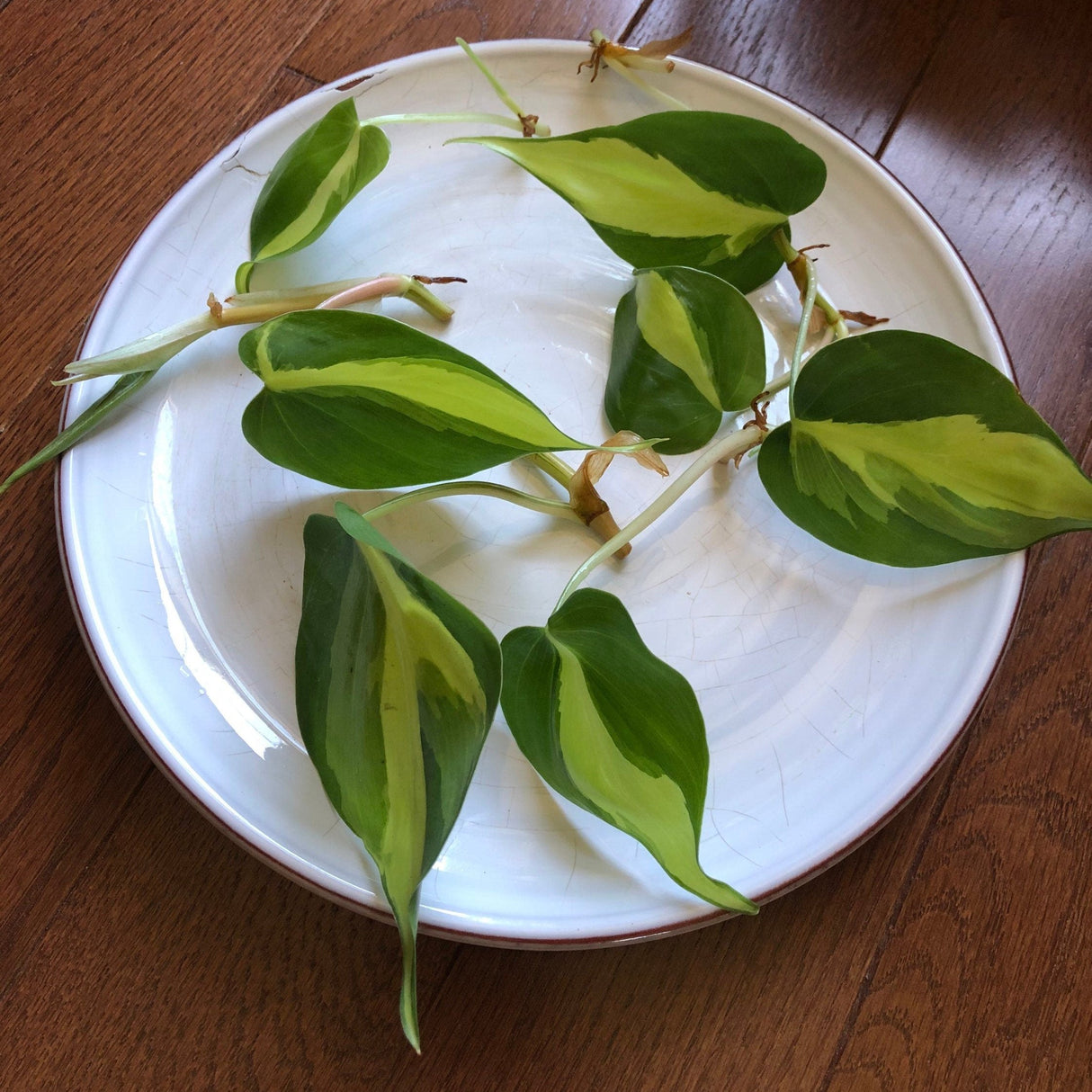 Rare Brasil Philodendron Cuttings & Nursery Pots