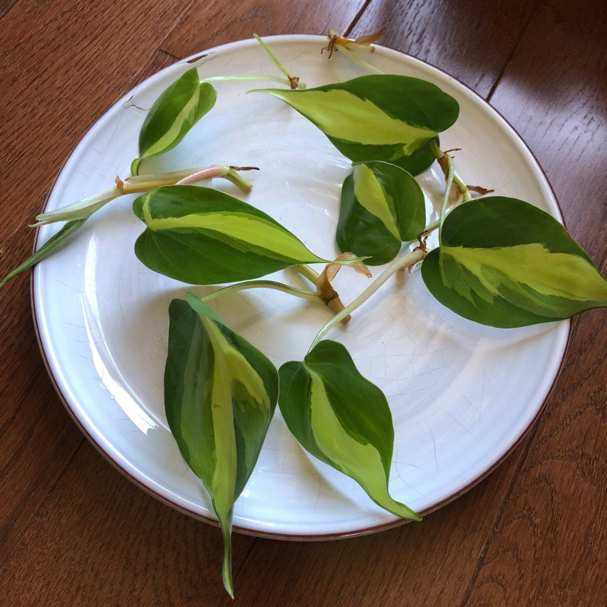 Rare Brazilian Philodendron CUTTINGS