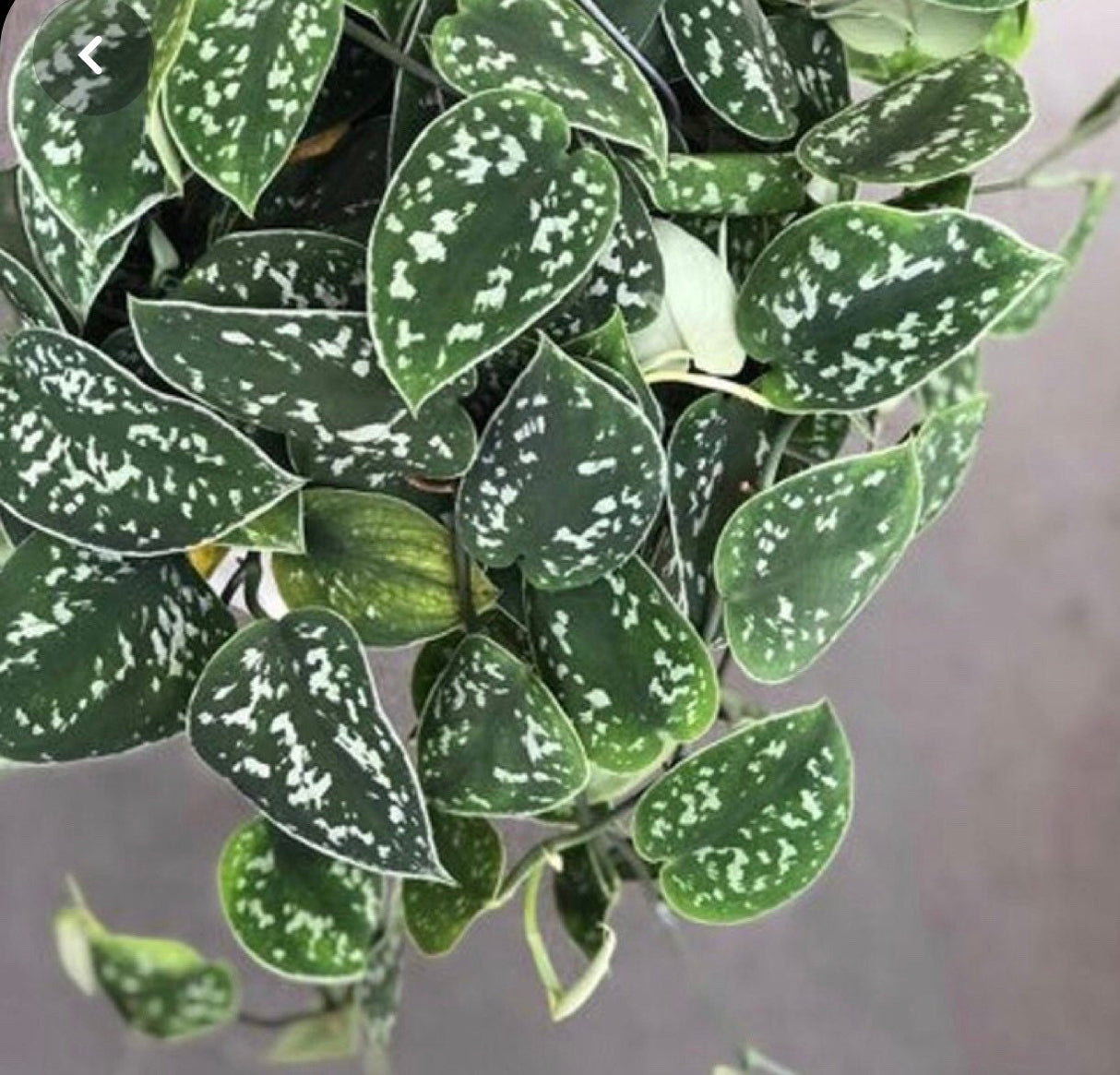 Rare Pothos cuttings Mix- Golden Pothos / Heart Leaf Philodendron / Silver Pothos / Njoy / Unrooted Single node cuttings - Easy care