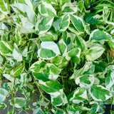 Pearl and Jade Pothos CUTTING