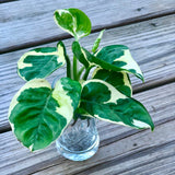 Pearl and Jade Pothos CUTTING