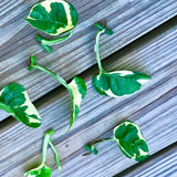 Pearl and Jade Pothos CUTTING