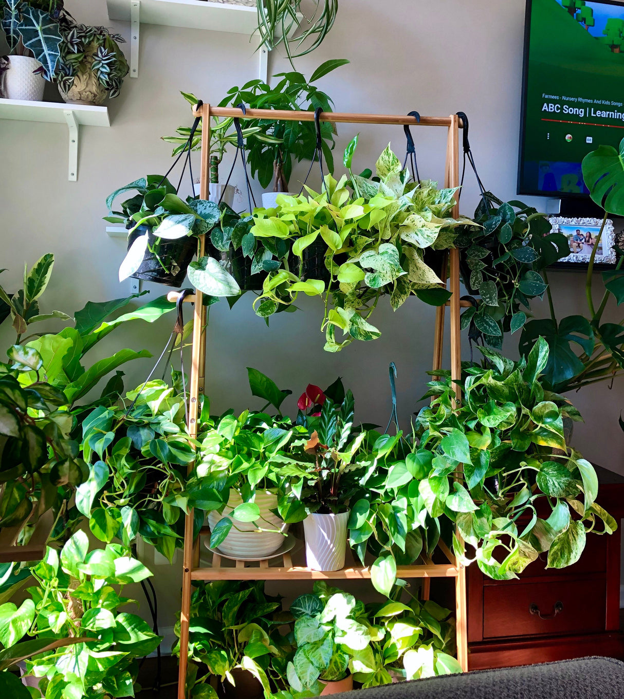 Rare Pothos cuttings Mix- Golden Pothos / Heart Leaf Philodendron / Silver Pothos / Njoy / Unrooted Single node cuttings - Easy care