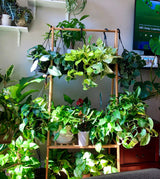 Rare Pothos cuttings Mix- Golden Pothos / Heart Leaf Philodendron / Silver Pothos / Njoy / Unrooted Single node cuttings - Easy care