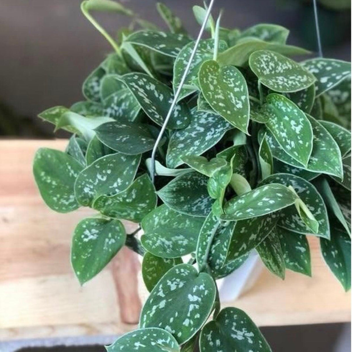 Silver Pothos Cuttings