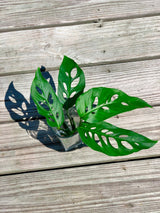 Monstera Adansonii - Swees Cheese Cuttings - Live indoor plant - Easy care RARE houseplant - natural purification of air