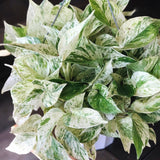 RARE Marble Pothos Cuttings