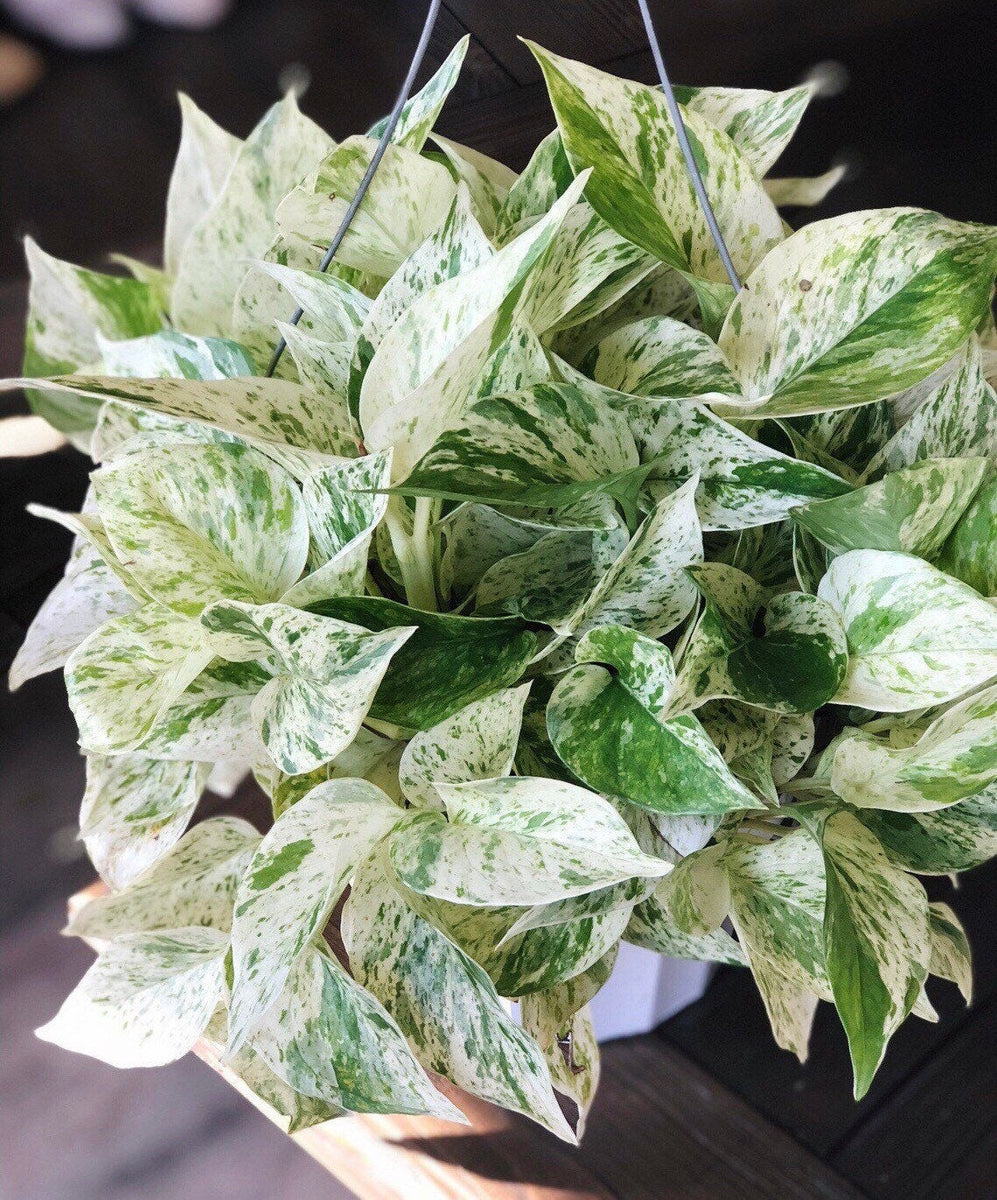 RARE Marble Pothos Cuttings - Gorgeous Variegated Indoor easy care hou ...