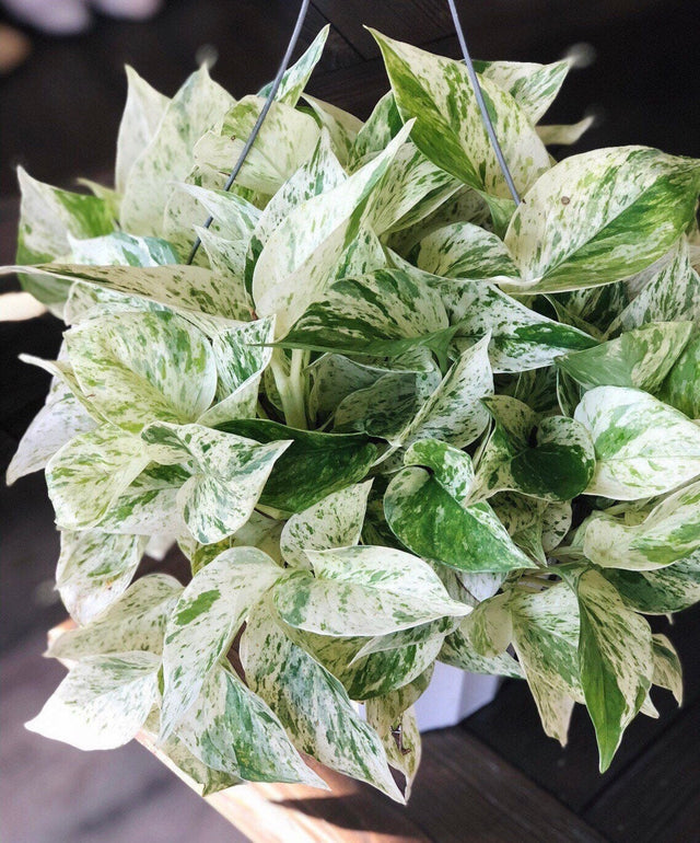 variegated pothos white Buy Marble Pothos Plants Online in the USA 4-in / Nursery Planter