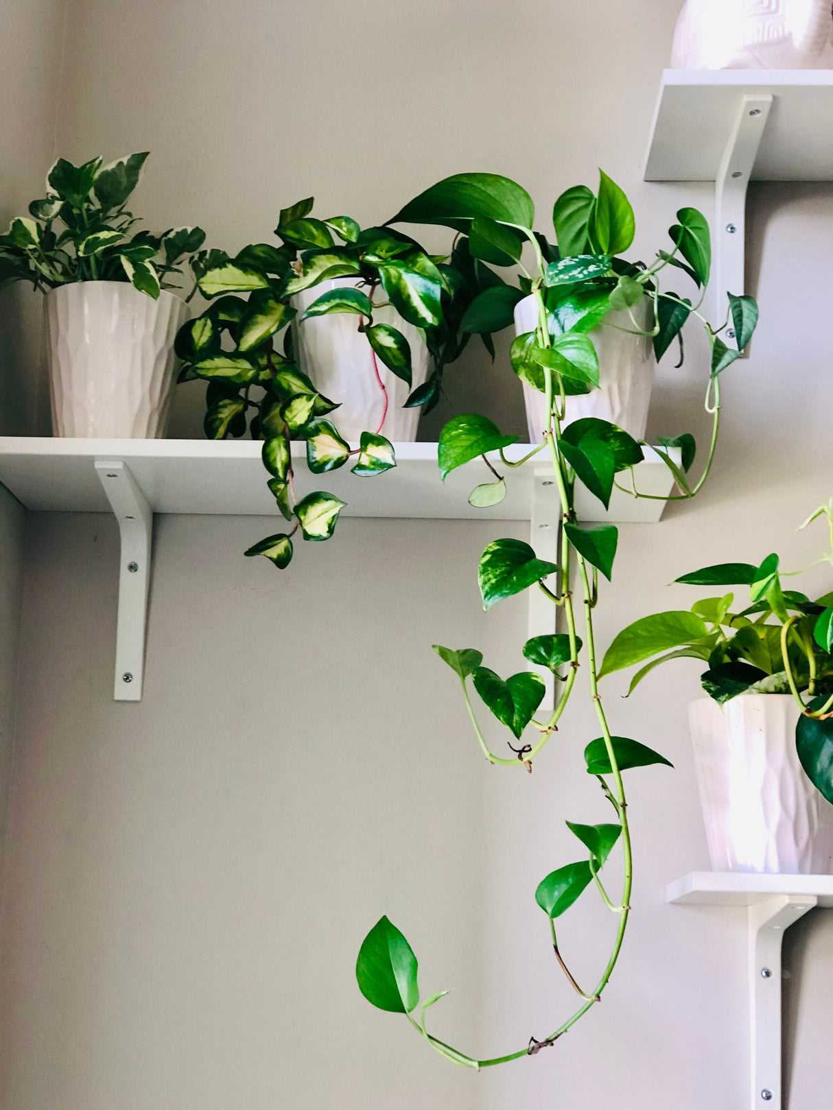 Golden Pothos in a 4" &  6" Nursery Pot - Easy Care Houseplant - Low light Indoor Plant - Desk / Shelf / Hanging Basket Plant / Air purifier plant
