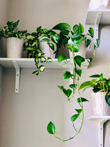 Golden Pothos in a 4" &  6" Nursery Pot - Easy Care Houseplant - Low light Indoor Plant - Desk / Shelf / Hanging Basket Plant / Air purifier plant