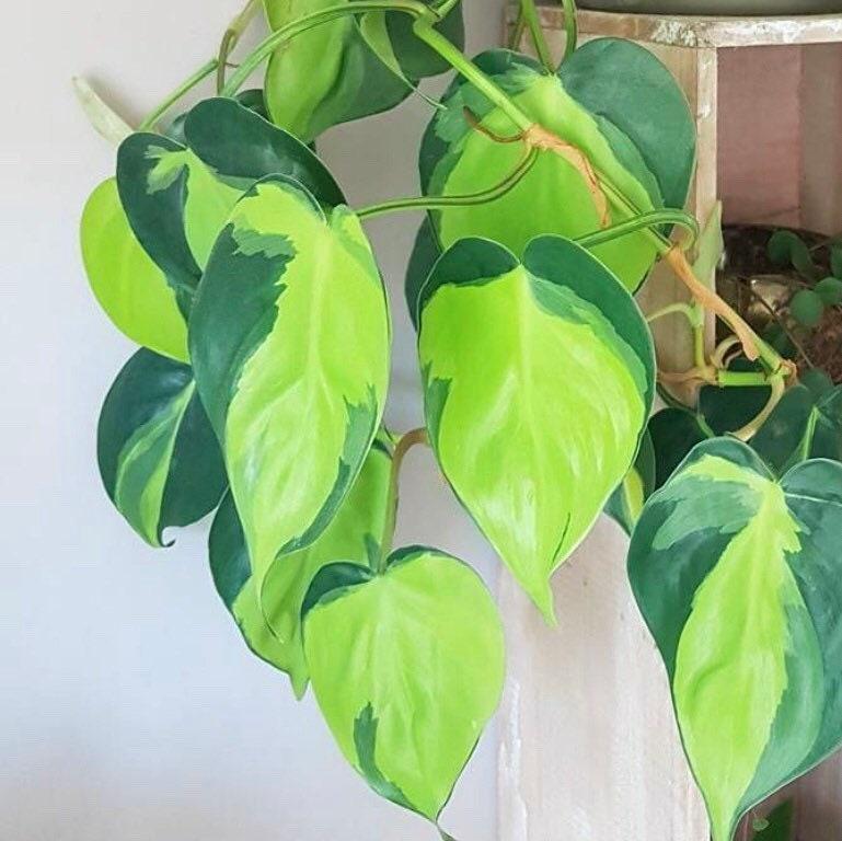 Rare Brazilian Philodendron CUTTINGS