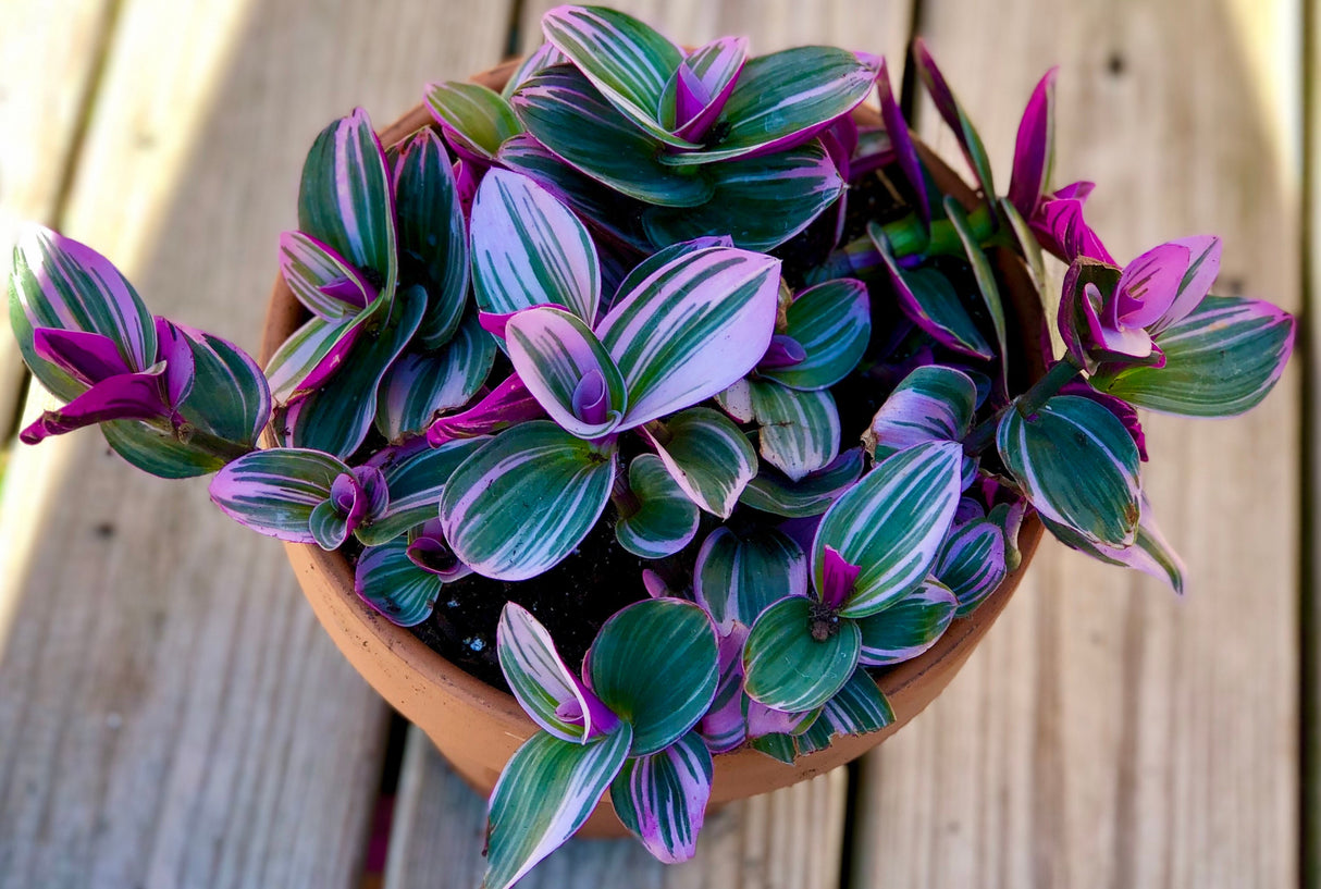 Rare Tradescantia Nanouk Lilac Plant | Rare Tradescantia Pot | Rare Pink Wandering Jew  | Easy care hardy indoor houseplant in a nursery pot