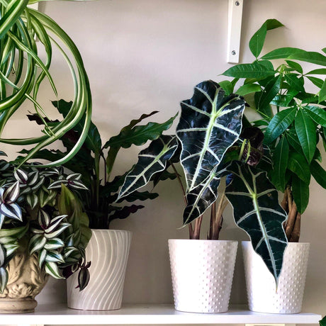 The Alocasia polly Easy care Indoor plant in 4" nursery pot