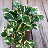 RARE Pothos Njoy FULL Pot 4”Pot