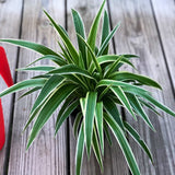 Variegated Spider Plant in a 5" Grow pot