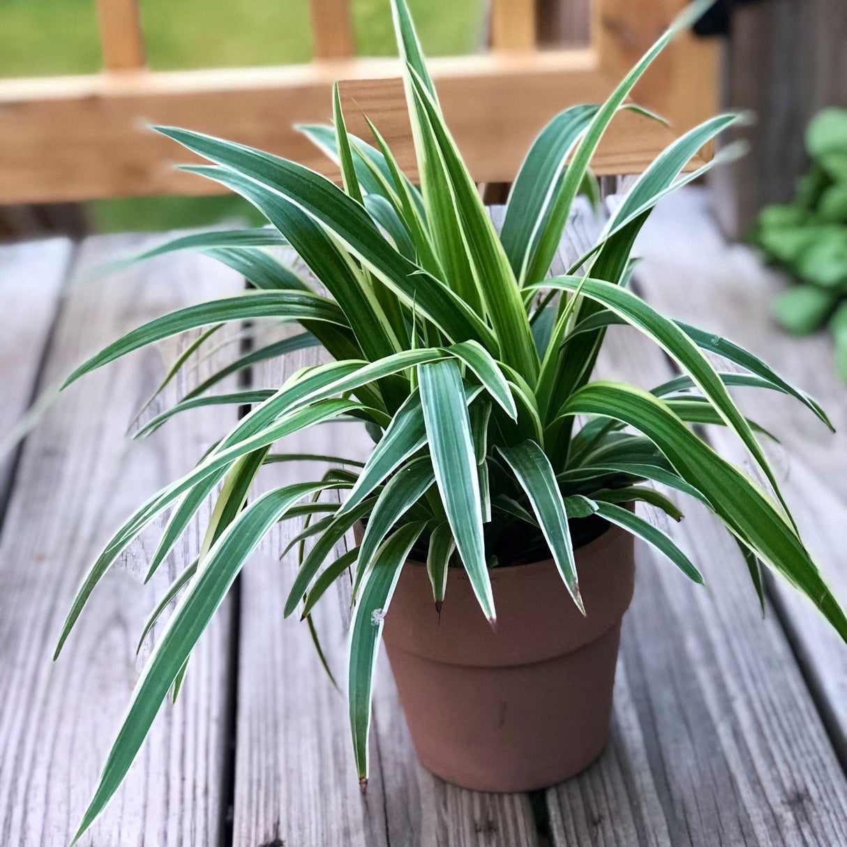 Variegated Spider Plant in a 5" Grow pot