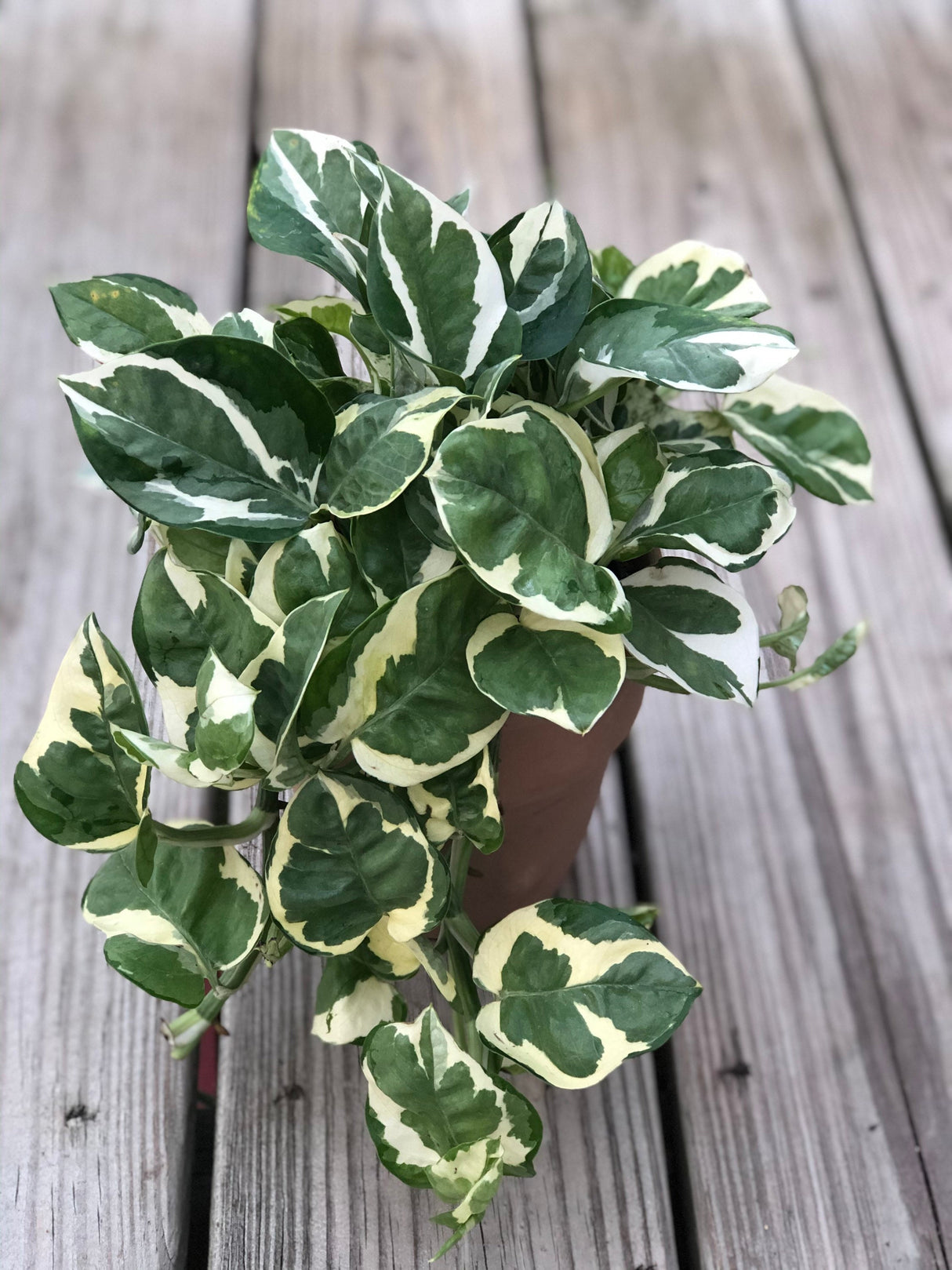Rare Pothos cuttings Mix- Marble Pothos, Heart Leaf Philodendron, Silver Pothos, Njoy, Cebu Blue, Neon, Tradescantia, Pick and Choose