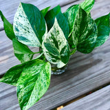 RARE Marble Pothos Cuttings