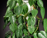 Rare Pothos cuttings Mix- Golden Pothos / Heart Leaf Philodendron / Silver Pothos / Njoy / Unrooted Single node cuttings - Easy care