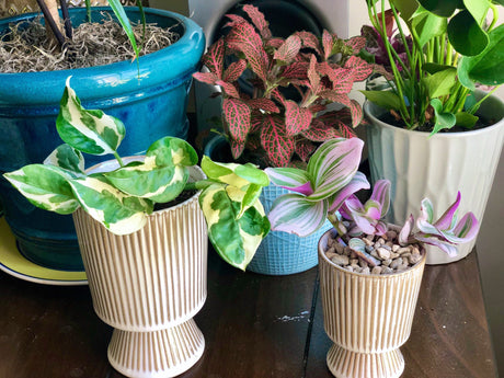 Rare Tradescantia Nanouk Fluminen Lilac in Nursery Pot Extremely RARE