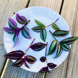 Rare Tradescantia Nanouk and wandering Jew cuttings mixed offer