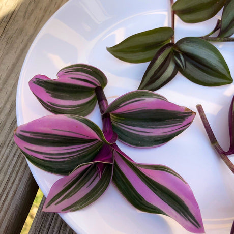 Rare Tradescantia Nanouk and wandering Jew cuttings mixed offer