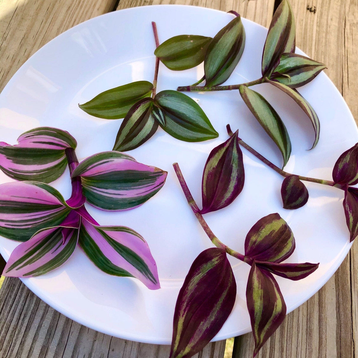 Rare Tradescantia Nanouk and wandering Jew cuttings mixed offer