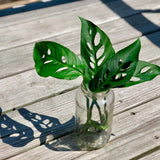 Swiss Cheese Plant - Monstera Adansonii