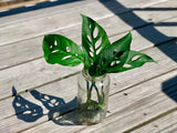 Monstera Adansonii - Swees Cheese Cuttings - Live indoor plant - Easy care RARE houseplant - natural purification of air