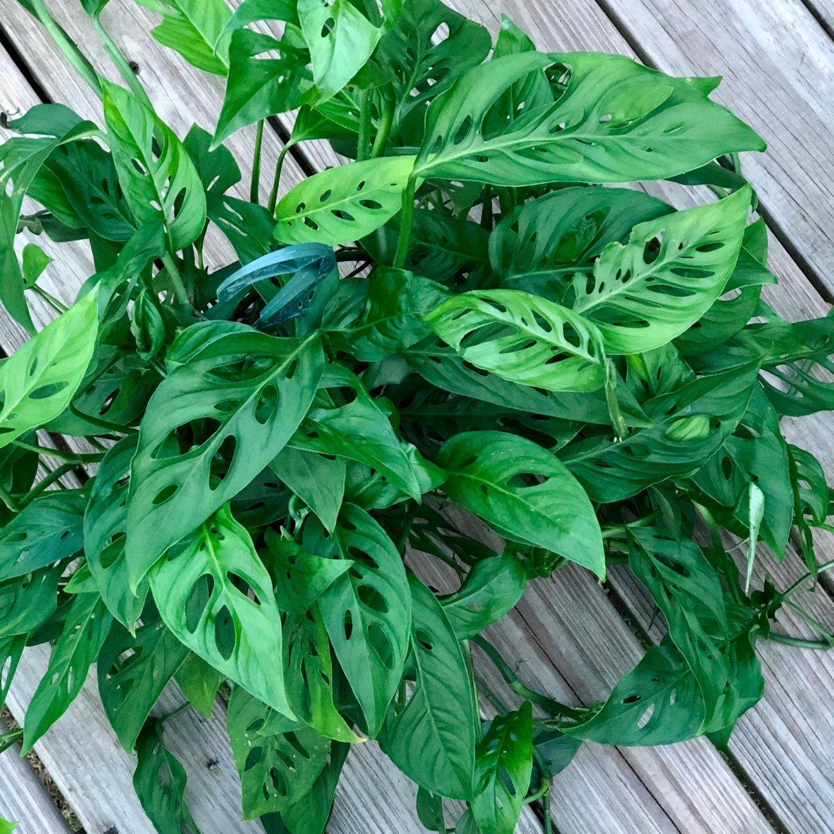 Swiss Cheese Plant - Monstera Adansonii