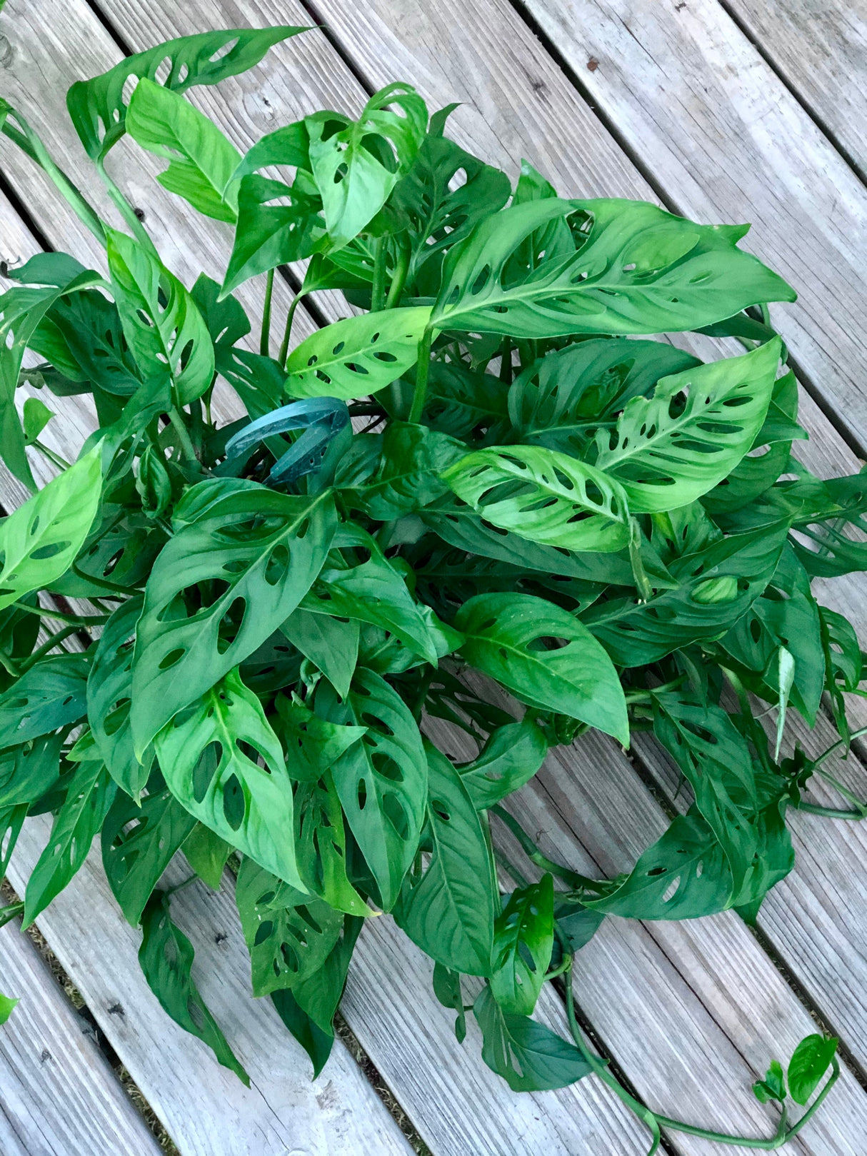 Monstera Adansonii - Swees Cheese Cuttings - Live indoor plant - Easy care RARE houseplant - natural purification of air