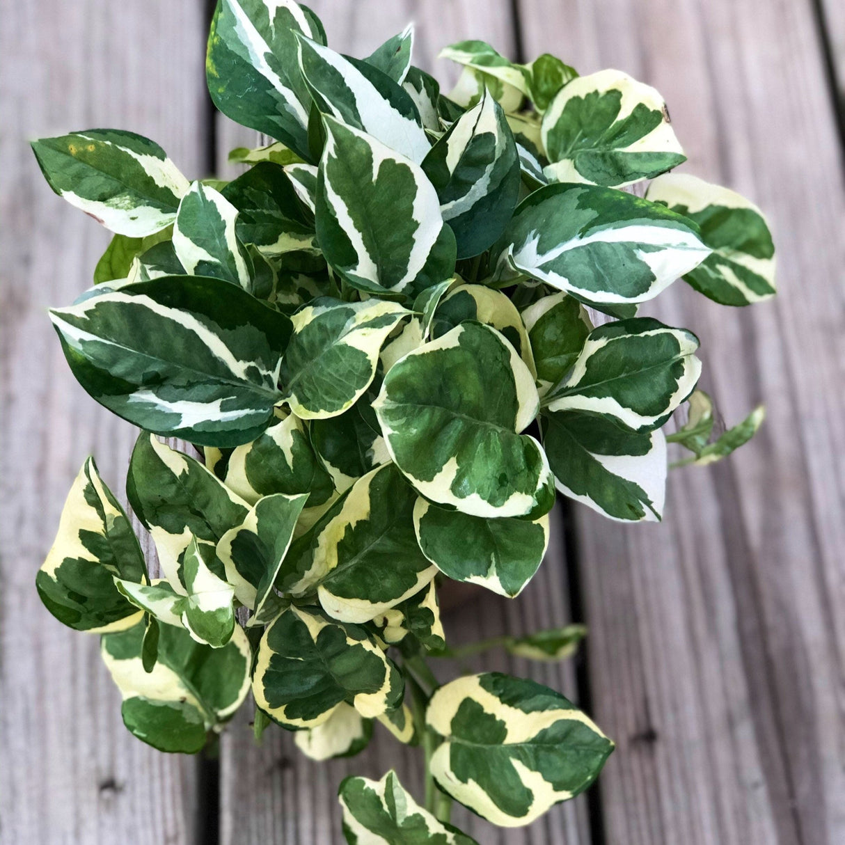 Pearl and Jade Pothos CUTTING