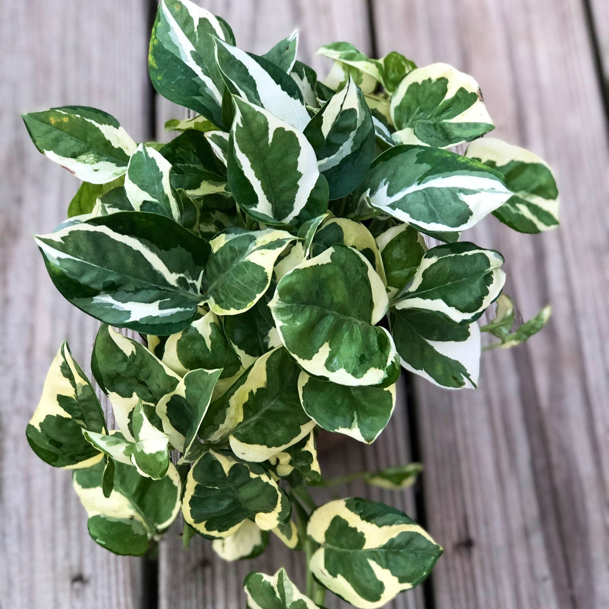 RARE N’Joy Pothos Cuttings