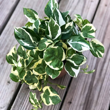 RARE N’Joy Pothos Cuttings