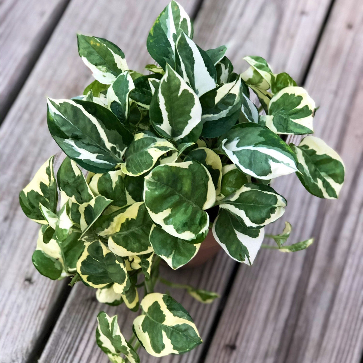 RARE N’Joy Pothos nursery pot