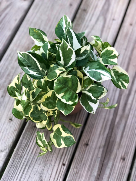 RARE N’Joy Pothos Cuttings - Variegated easy care houseplant - Rare low light indoor plant, shelf, table, hanging basket plant, vine plant