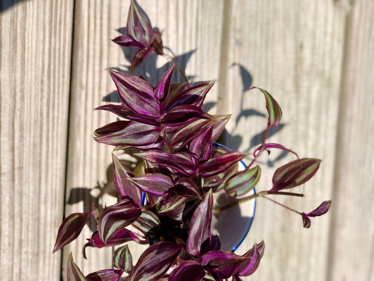 Wandering Jew Unrooted Cuttings - Gorgeous purple pink variegated foliage - Extremely easy care Hardy houseplant - Low to medium light