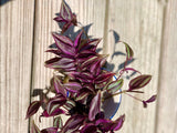 Wandering Jew Unrooted Cuttings - Gorgeous purple pink variegated foliage - Extremely easy care Hardy houseplant - Low to medium light
