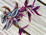 Wandering Jew Unrooted Cuttings - Gorgeous purple pink variegated foliage - Extremely easy care Hardy houseplant - Low to medium light