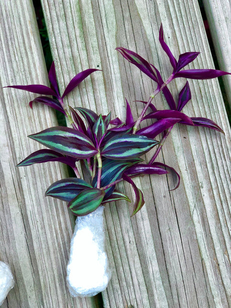 Wandering Jew Unrooted Cuttings - Gorgeous purple pink variegated foliage - Easy care Hardy houseplant