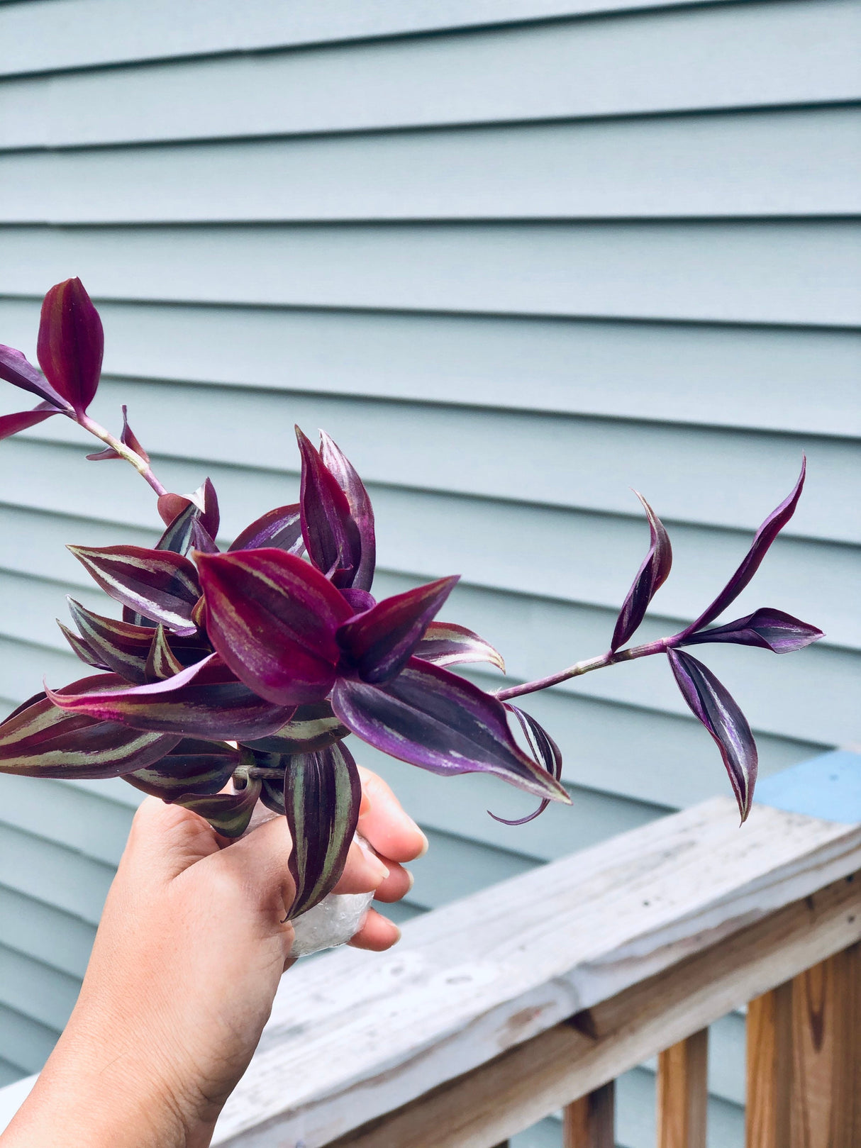 Wandering Jew Unrooted Cuttings - Gorgeous purple pink variegated foliage - Extremely easy care Hardy houseplant - Low to medium light