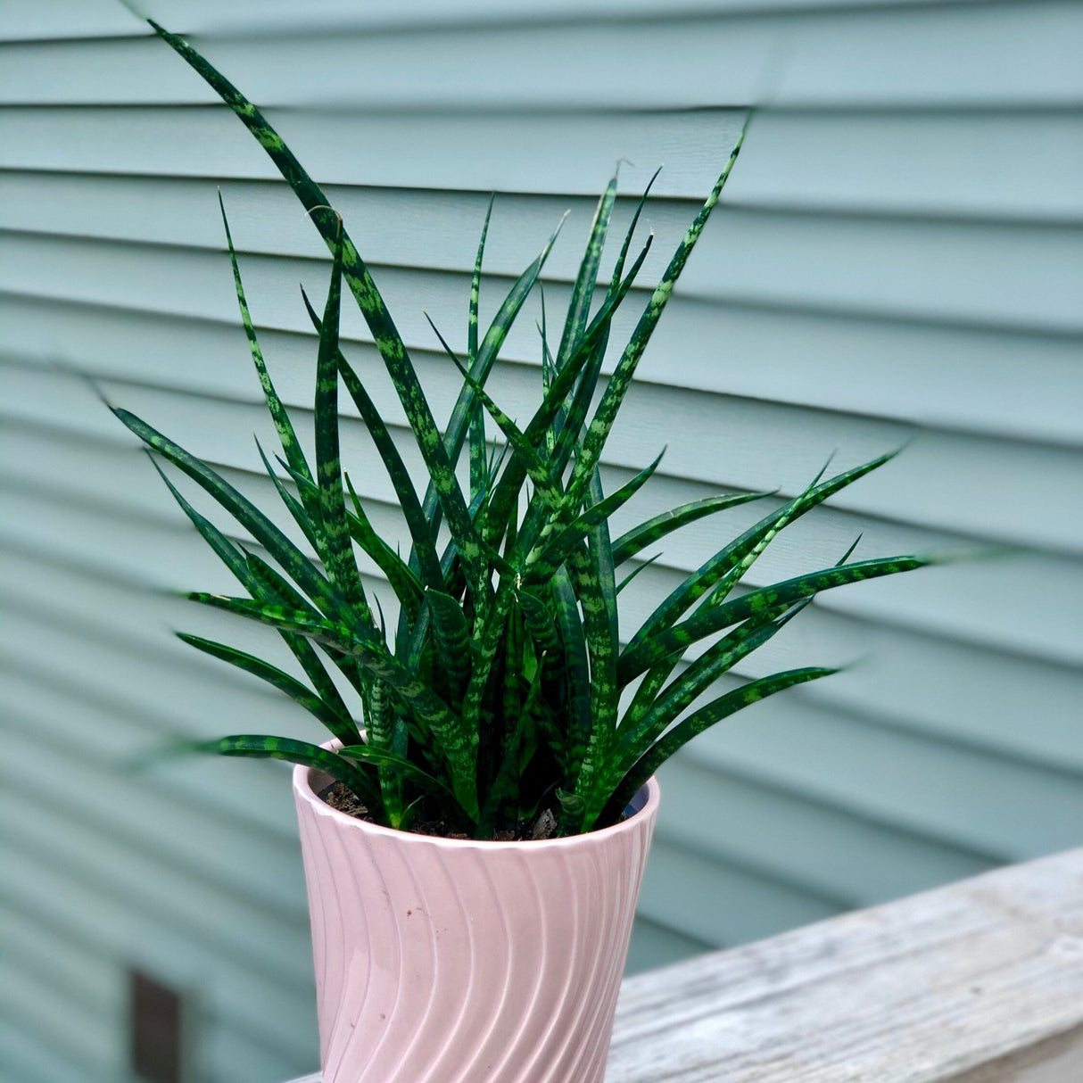 Rare Snake plant in a 4” pot