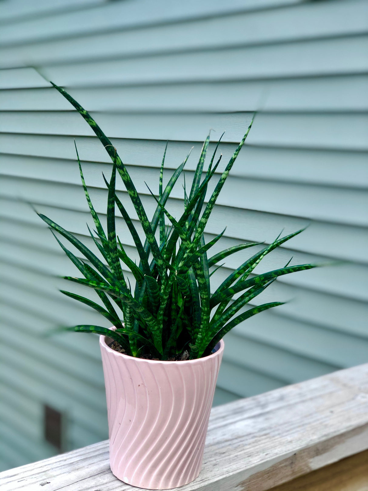 Rare Snake plant in 4” pot - indoor easy care low maintenance houseplant - low light Succulent - Live houseplant - Indoor air purifier
