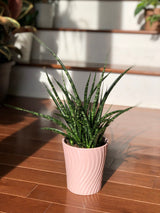 Rare Snake plant in 4” pot - indoor easy care low maintenance houseplant - low light Succulent - Live houseplant - Indoor air purifier
