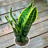 Snake Plant in a 4.5” nursery