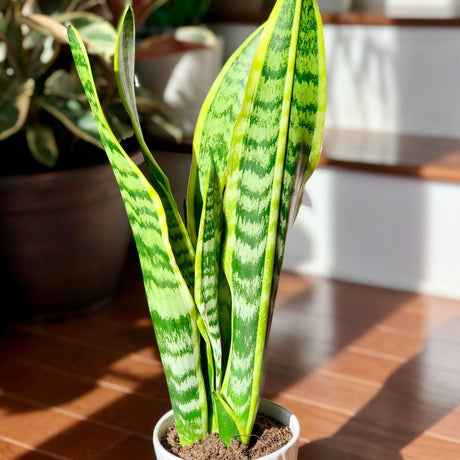 Snake Plant in a 4.5” nursery