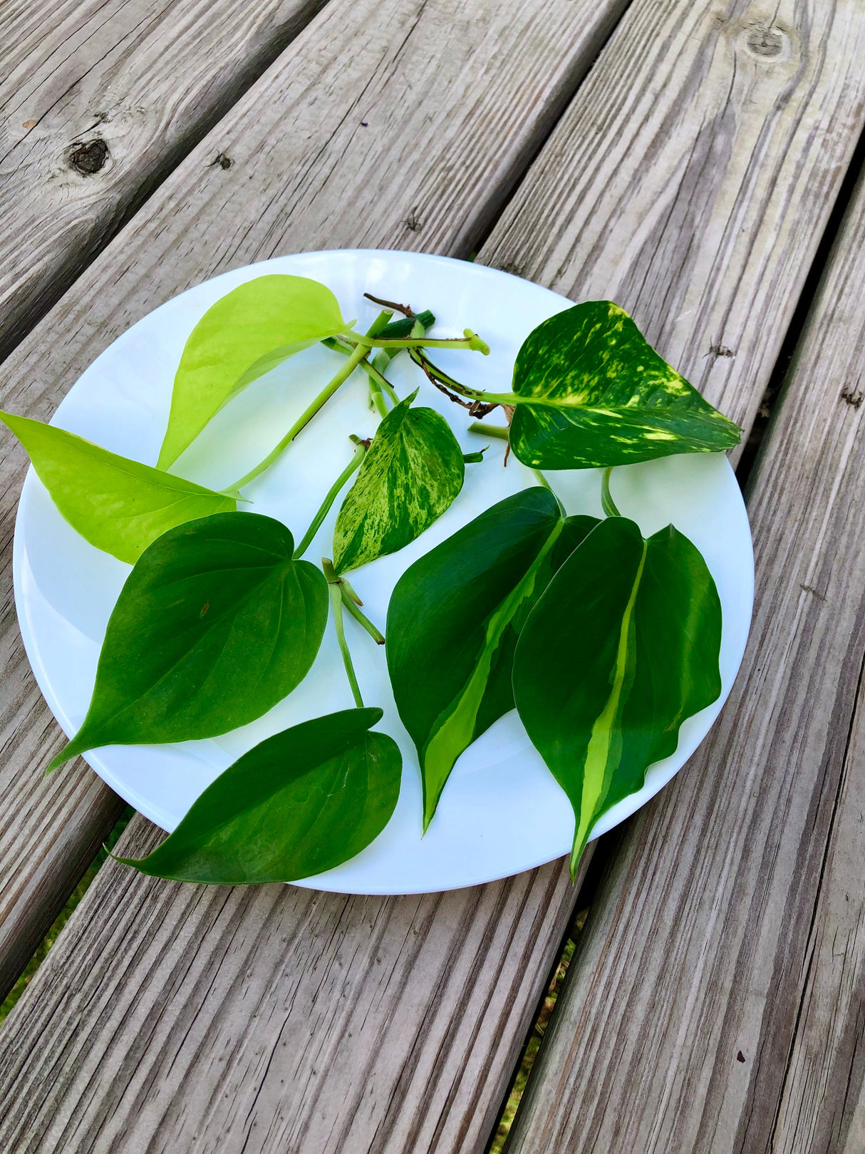 Rare Mix Pothos and philodendron Cuttings- Brazil philodendron - Golden Pothos - Neon Pothos - Jade philodendron - Indoor Houseplant